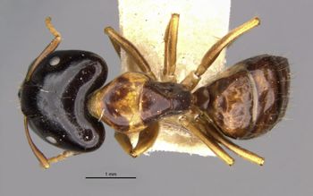 Media type: image;   Entomology 21550 Aspect: habitus dorsal view